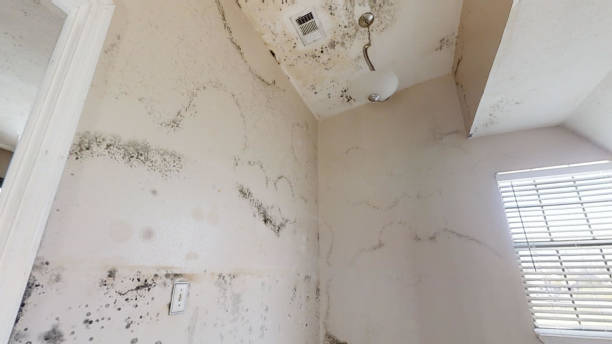 Mold Documentation for Insurance Claims